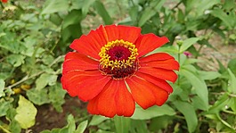 花,橙,開放