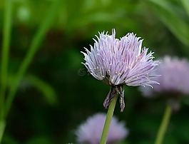 韭菜,開花,紫