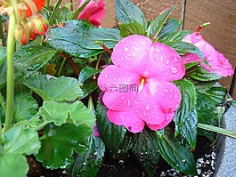 花,鳳仙花,滴