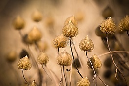 性質(zhì),開(kāi)花的草,草