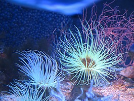 水族館,摩納哥,銀蓮花