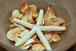 海,貝殼,海灘