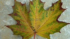 秋葉,無花果葉子,顏色
