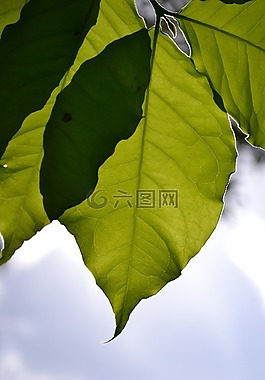 葉子,陽光,背光源