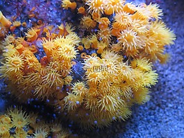 水族館,摩納哥,銀蓮花