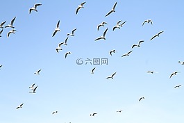 海鷗,鳥,藍(lán)色