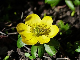 winterling,花,開(kāi)花