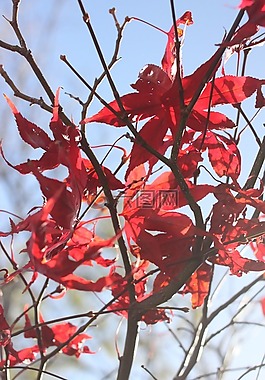 宏碁,葉子,樹