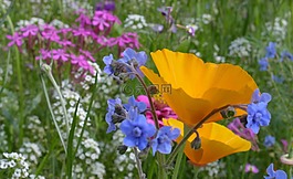 夏季,夏季鮮花,關閉