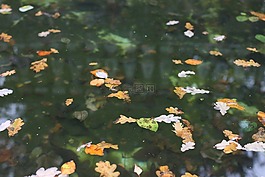 葉子,池,水