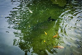 池塘,魚,性質(zhì)