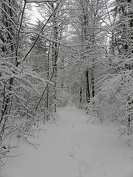 雪,冬天,分支機(jī)構(gòu)