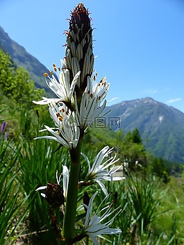 鮮花,性質,野花