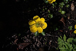 winterling,花,開(kāi)花