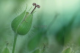 開花,葉子,廠