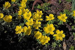 winterling,花,開(kāi)花