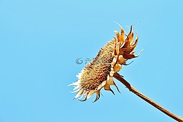 太陽花,植物,自然
