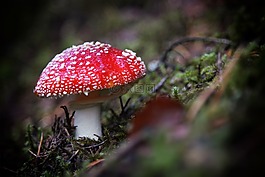 飛木耳,森林,紅色蘑菇