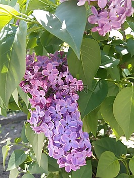 春天,丁香,鮮花