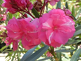 夾竹桃,粉紅色,開花