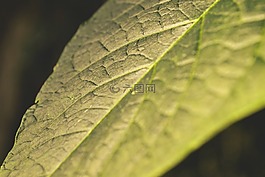 葉子,夕陽,性質