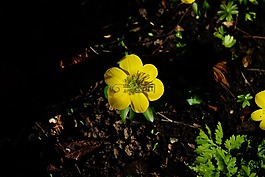 winterling,花,開(kāi)花