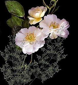 花,植物,性質(zhì)