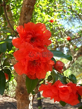 石榴,石榴開花,開花