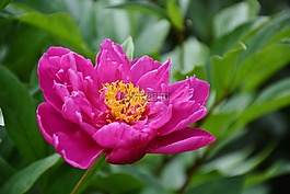 牡丹,花,性質(zhì)