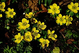 winterling,花,開(kāi)花