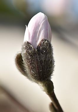 玉蘭,廠,花