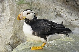 海雀,鳥,水禽