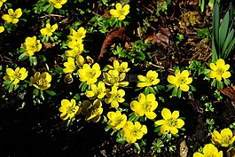 winterling,花,開(kāi)花