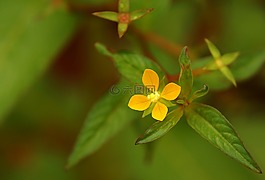 黃色的花,野花,花葉