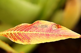 紅色,紅葉,壁紙