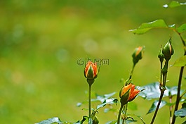 玫瑰,鮮花,芽