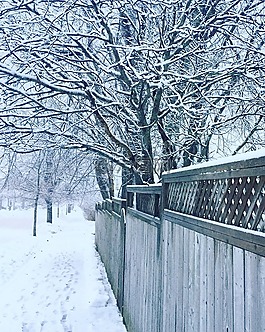 冬天,樹,雪