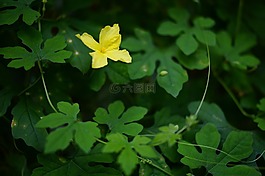 綠,性質(zhì),綠葉