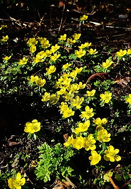 winterling,花,開(kāi)花
