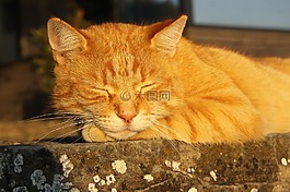 猫,宠物,红猫
