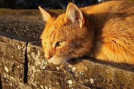 猫,宠物,红猫