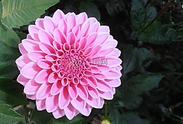 鲜花,raghavendra,粉红色