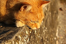 猫,宠物,红猫