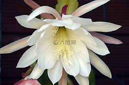 仙人掌花,鮮花,仙人掌