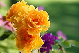 玫瑰,黃色,開(kāi)花