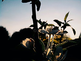 花卉,蘋果樹,布魯姆
