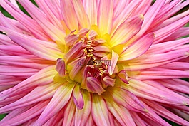 嬌琴紗,花卉,宏