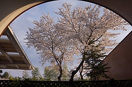 夏天,树,cherryblossum