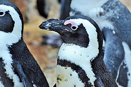 企鵝,海洋哺乳動物,動物園