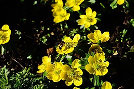 winterling,花,開(kāi)花